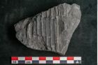 Foto (Detailansicht) von Sigillaria elongata Brongniart (NHMW-GEO-2024-0188-11061)